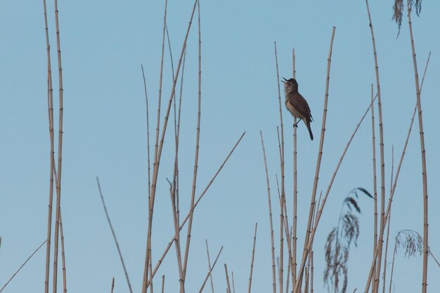 Photo low angle view of bird against blue sky