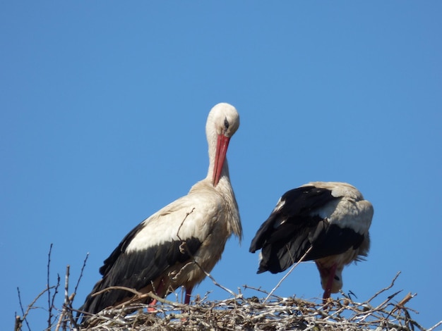 Low angle view of bird against clear blue sky