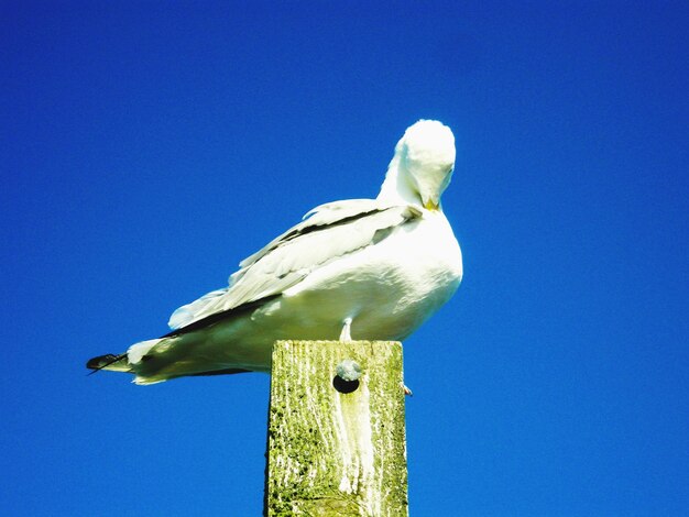 Low angle view of a bird against clear blue sky