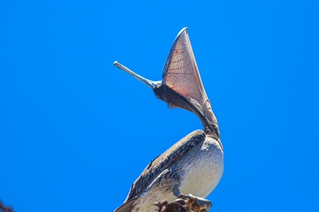 Low angle view of a bird against clear blue sky