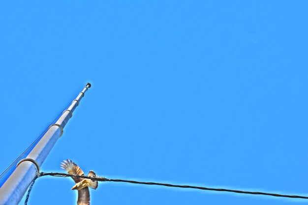 Low angle view of bird against clear blue sky