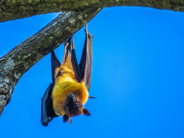 Low angle view of a bird against clear blue sky