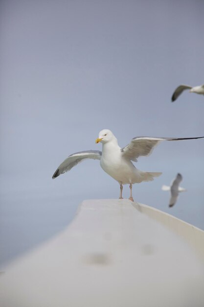 Photo low angle view of bird against clear sky