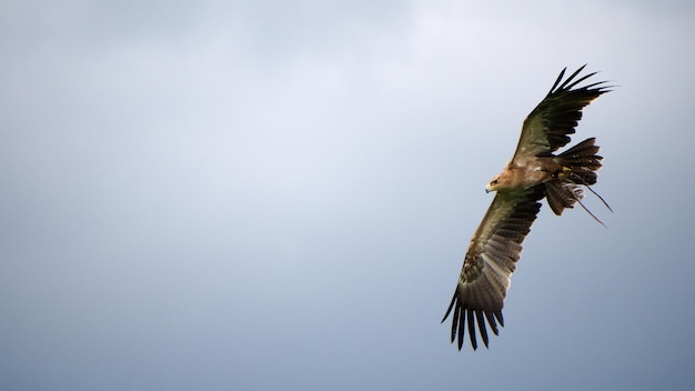 晴れた空に照らされた鳥の低角度の景色