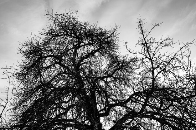 Low angle view of bird against sky