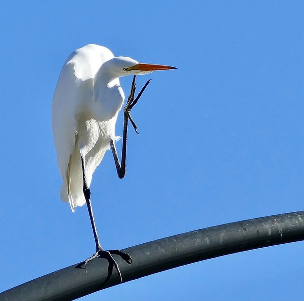 Photo low angle view of bird against the sky