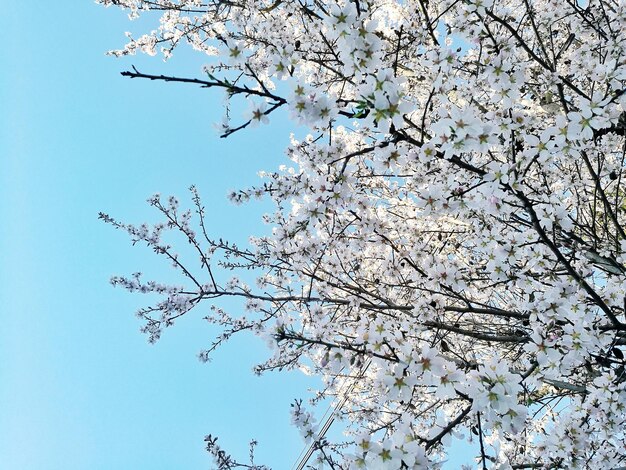 Low angle view of bird on branch against clear sky