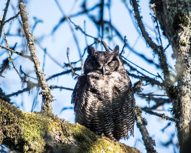 空の向こうの枝の鳥の低角度の眺め