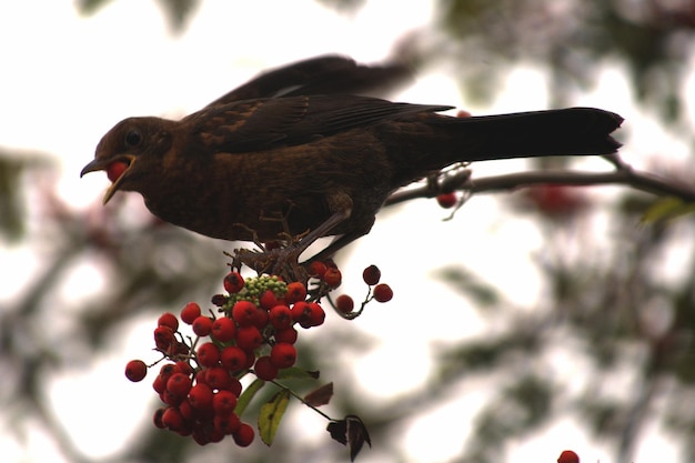 Photo low angle view of bird on branch