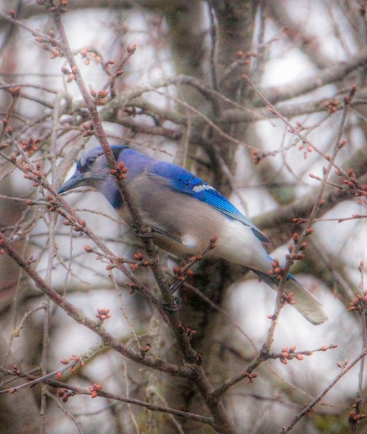 Photo low angle view of bird on branch