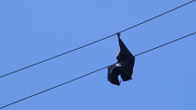 Low angle view of bird on cable against clear blue sky