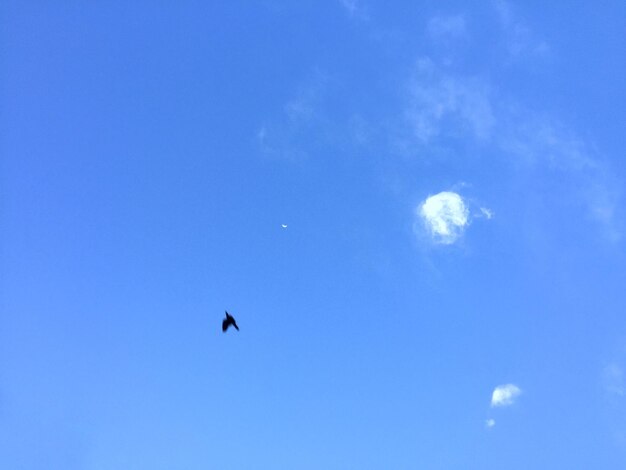 Low angle view of bird flying against blue sky