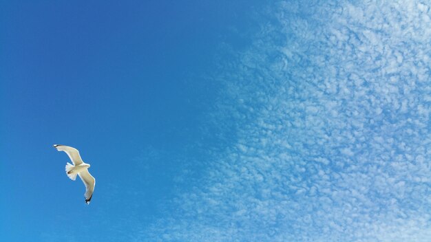 Low angle view of a bird flying against blue sky