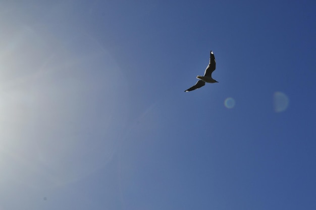 青い空を背景に飛ぶ鳥の低角度の景色