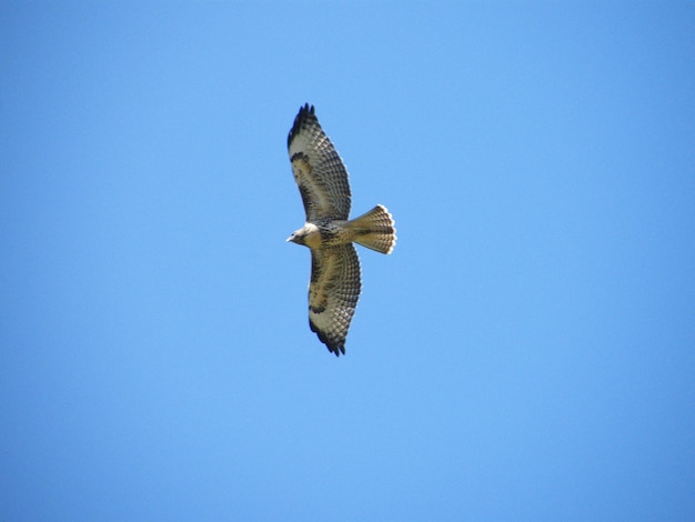 Photo low angle view of bird flying against clear blue sky