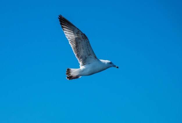 Low angle view of bird flying against clear blue sky