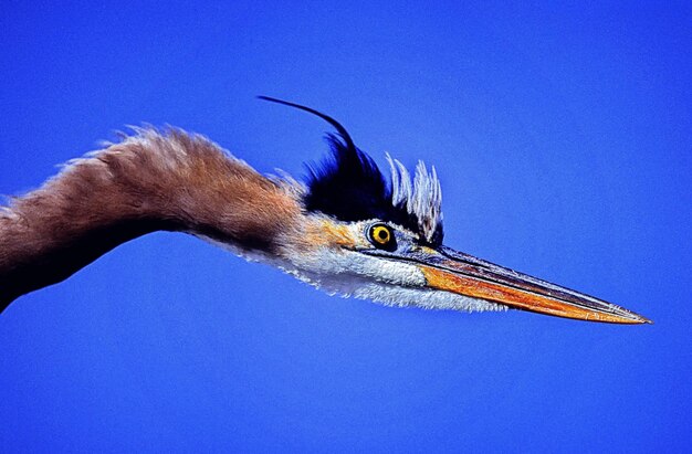 Low angle view of bird flying against clear blue sky