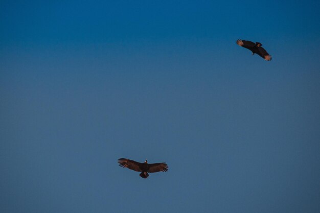 Low angle view of bird flying against clear blue sky