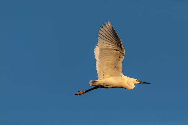 Foto vista ad angolo basso di un uccello che vola contro un cielo blu limpido