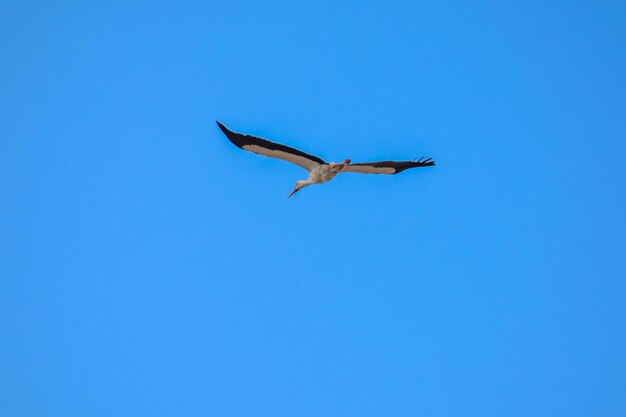 Low angle view of bird flying against clear blue sky