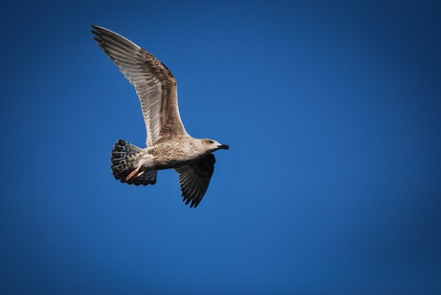 澄んだ青い空を背景に飛ぶ鳥の低角度の景色
