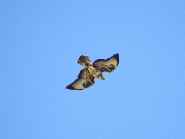 Low angle view of bird flying against clear blue sky