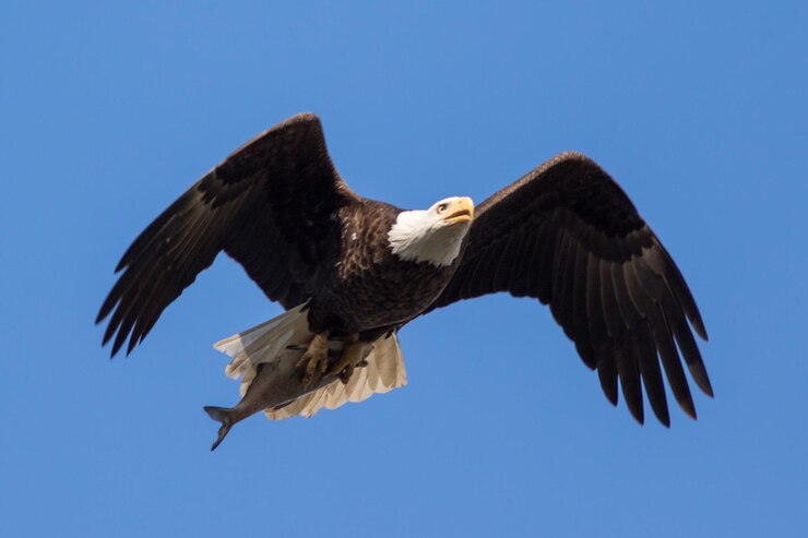 Photo low angle view of bird flying against clear blue sky