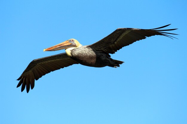 Photo low angle view of bird flying against clear blue sky