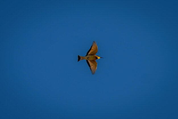 Photo low angle view of bird flying against clear blue sky