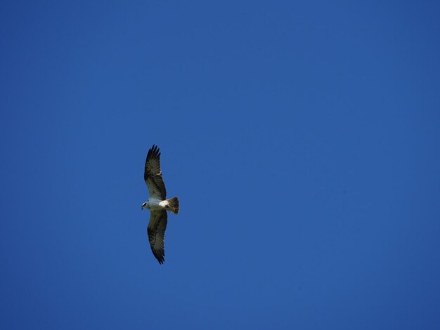 Photo low angle view of bird flying against clear blue sky