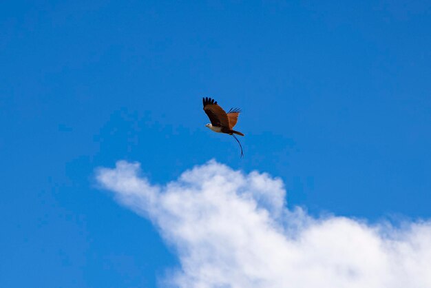 Low angle view of bird flying against clear blue sky