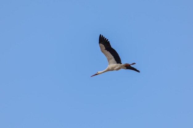 Foto vista ad angolo basso di un uccello che vola contro un cielo blu limpido