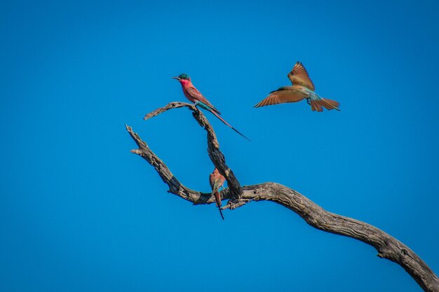 Low angle view of bird flying against clear blue sky