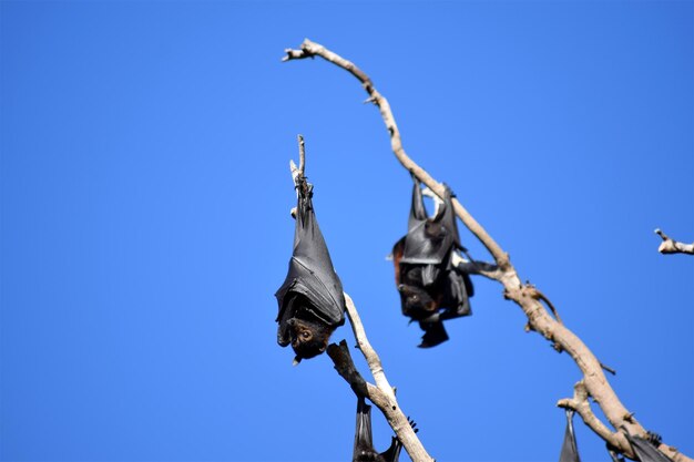 Photo low angle view of bird flying against clear blue sky