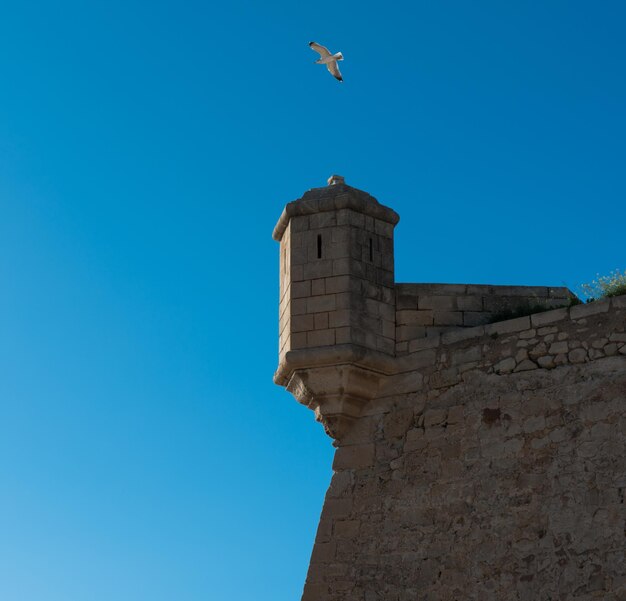 Low angle view of bird flying against clear blue sky