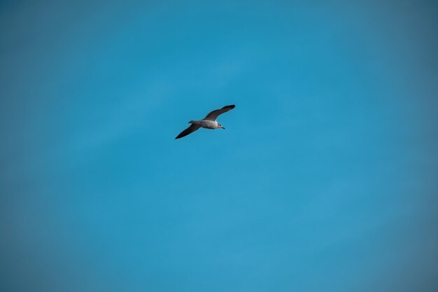 Low angle view of bird flying against clear blue sky