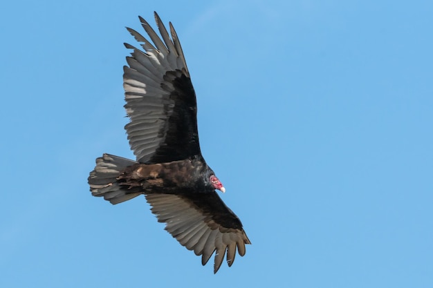 Foto vista ad angolo basso di un uccello che vola contro un cielo blu limpido