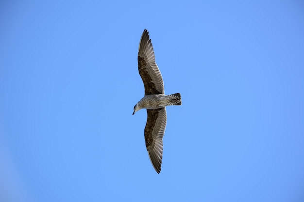 Low angle view of bird flying against clear blue sky