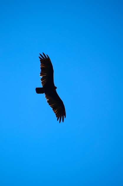 Low angle view of bird flying against clear blue sky