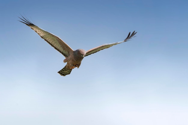 晴れた空に飛ぶ鳥の低角度の景色
