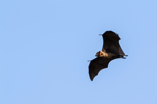 Photo low angle view of bird flying against clear sky