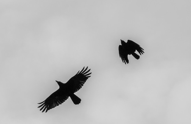 Photo low angle view of bird flying against clear sky