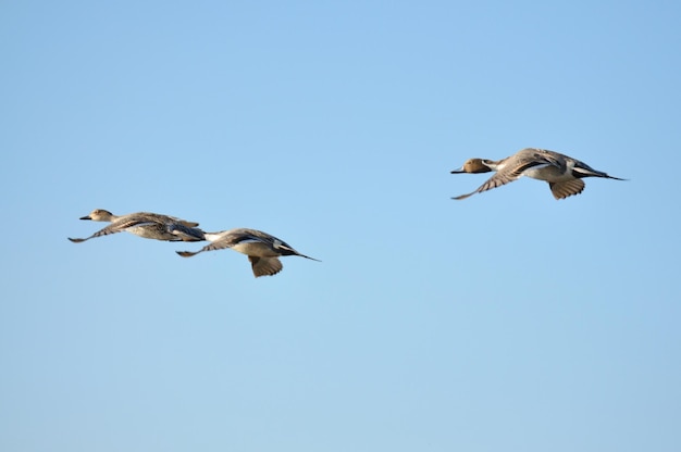 晴れた空に飛ぶ鳥の低角度の景色
