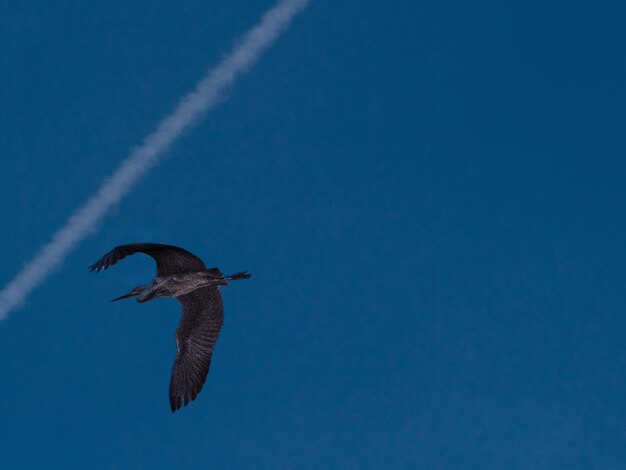 Photo low angle view of bird flying against clear sky