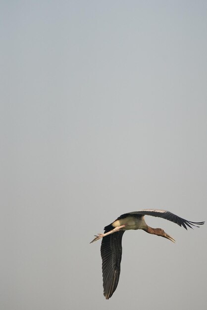 Photo low angle view of bird flying against clear sky