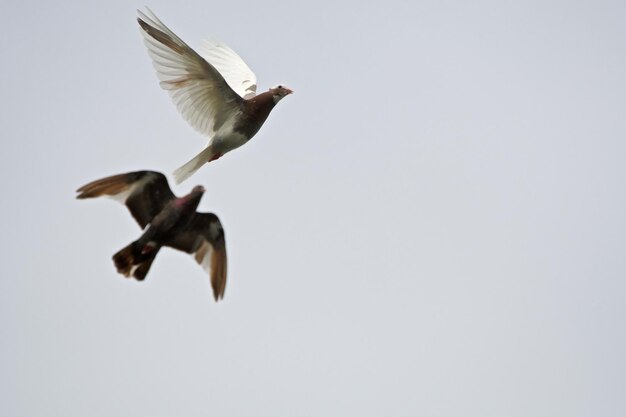 Low angle view of bird flying against clear sky