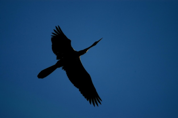 晴れた空に飛ぶ鳥の低角度の景色