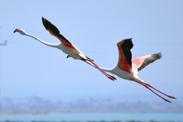 Low angle view of bird flying against clear sky