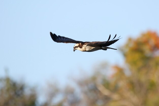 Photo low angle view of bird flying against clear sky