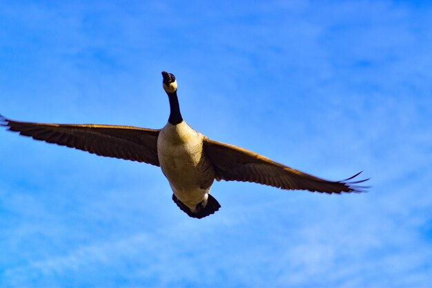 Low angle view of bird flying against sky